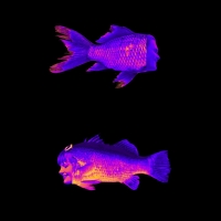 Digital rendering a purple and pink fish with a human head.