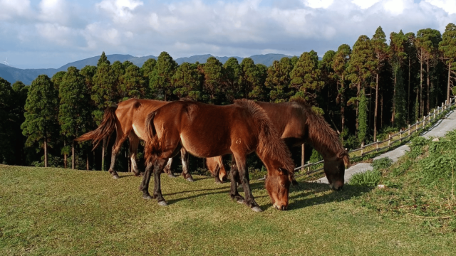 wild horses in japan